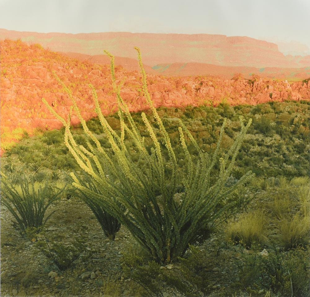 Geoff Winningham comparable auction result: geoff winningham american texas b 1943 a photograph ocotillo big bend national park 1990