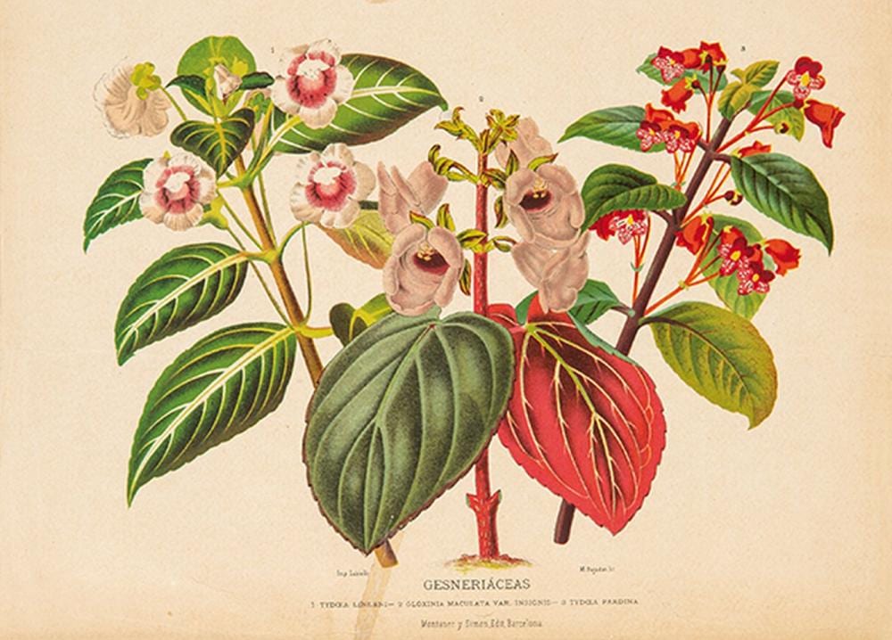 Juan Vilanova Y Piera comparable auction result: juan vilanova y piera gesneri ceas orchidaceas