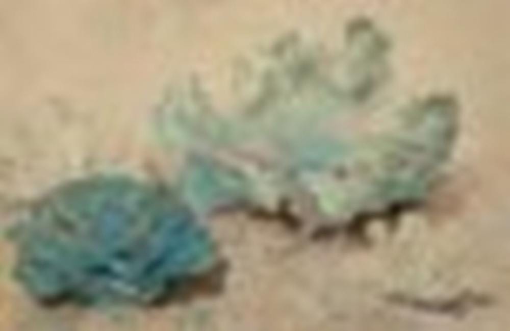 Dora Carrington comparable auction result: dora carrington 1892 1932 cabbages pencil watercolour and gouache on pap