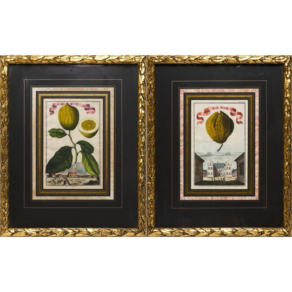 Johann Christoph Volckamer comparable auction result: johann christoph volckamer german 1644 1720
