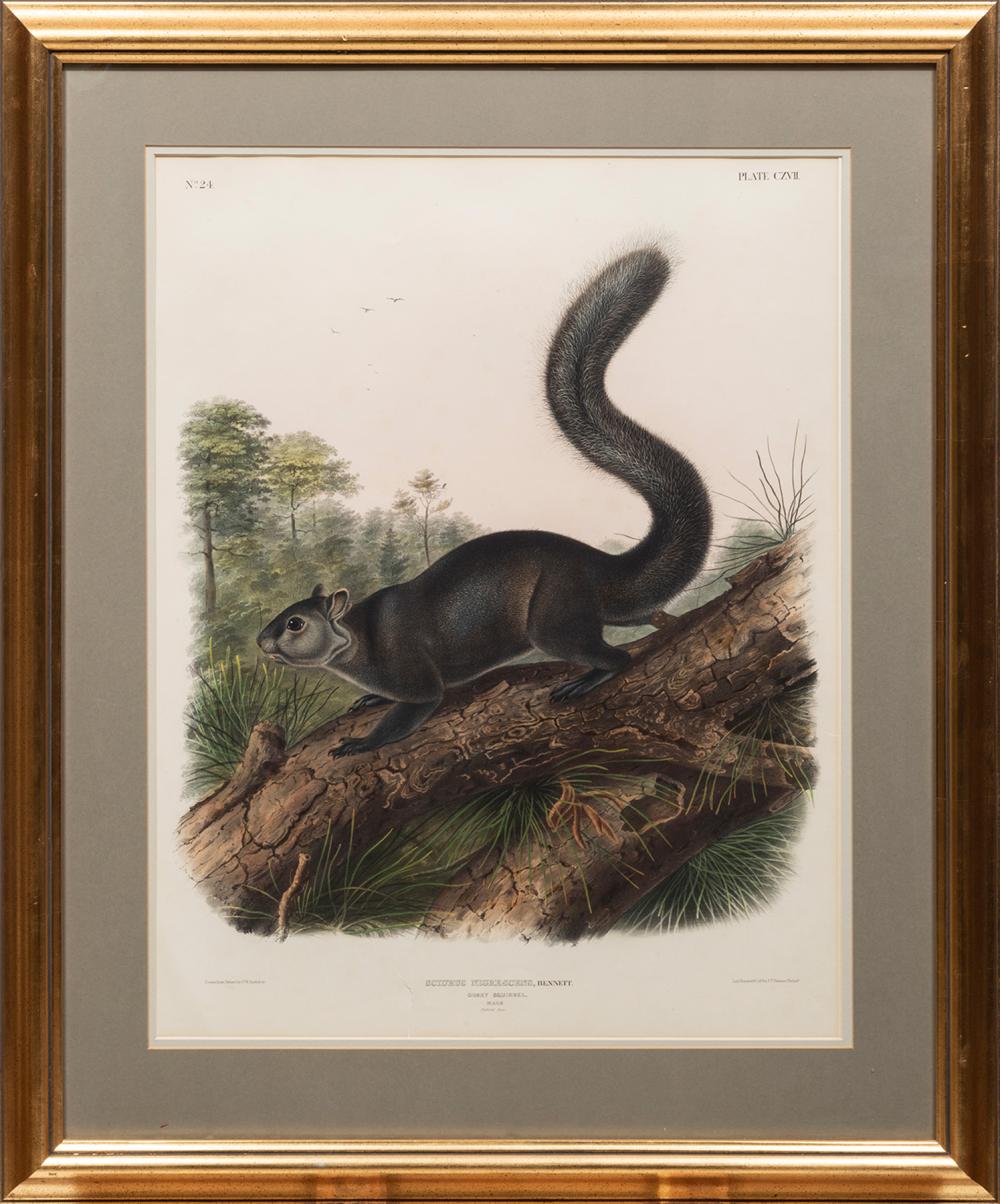 John Woodhouse Audubon comparable auction result: john woodhouse audubon american 1812 1862