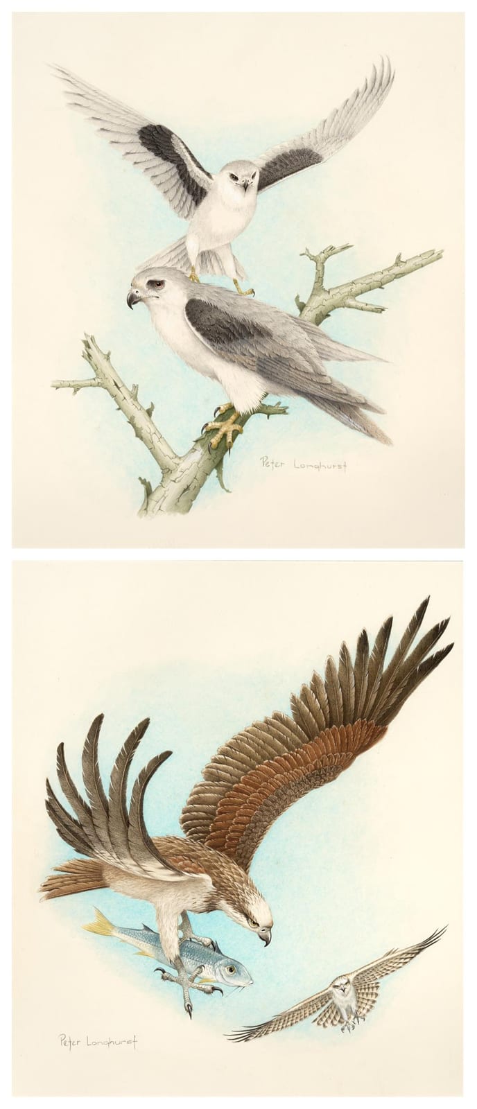Peter Longhurst comparable auction result: peter longhurst 1922 2 works letter winged kites and australian eastern osprey 1987 watercolours 31 x 26 cm 33 x 28 cm f
