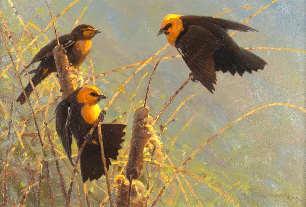 Jim Morgan comparable auction result: jim morgan 1947 yellow headed blackbirds