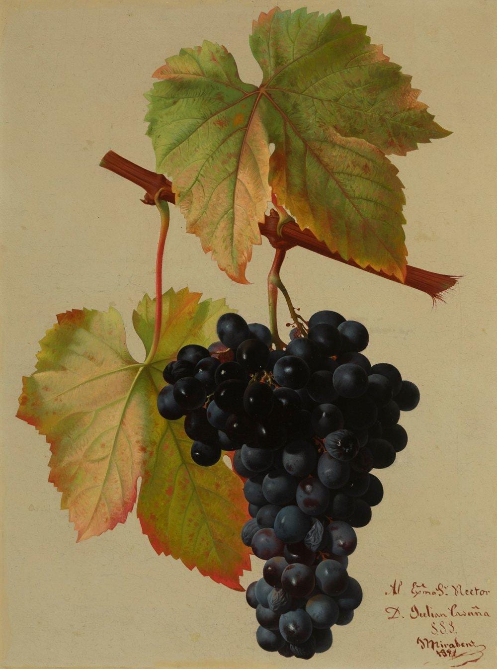 Josep Mirabent Gatell comparable auction result: jos mirabent gatell barcelona 1831 1899 cluster of grapes 1881 oil on panel signed dated and dedicated in the lower right corner