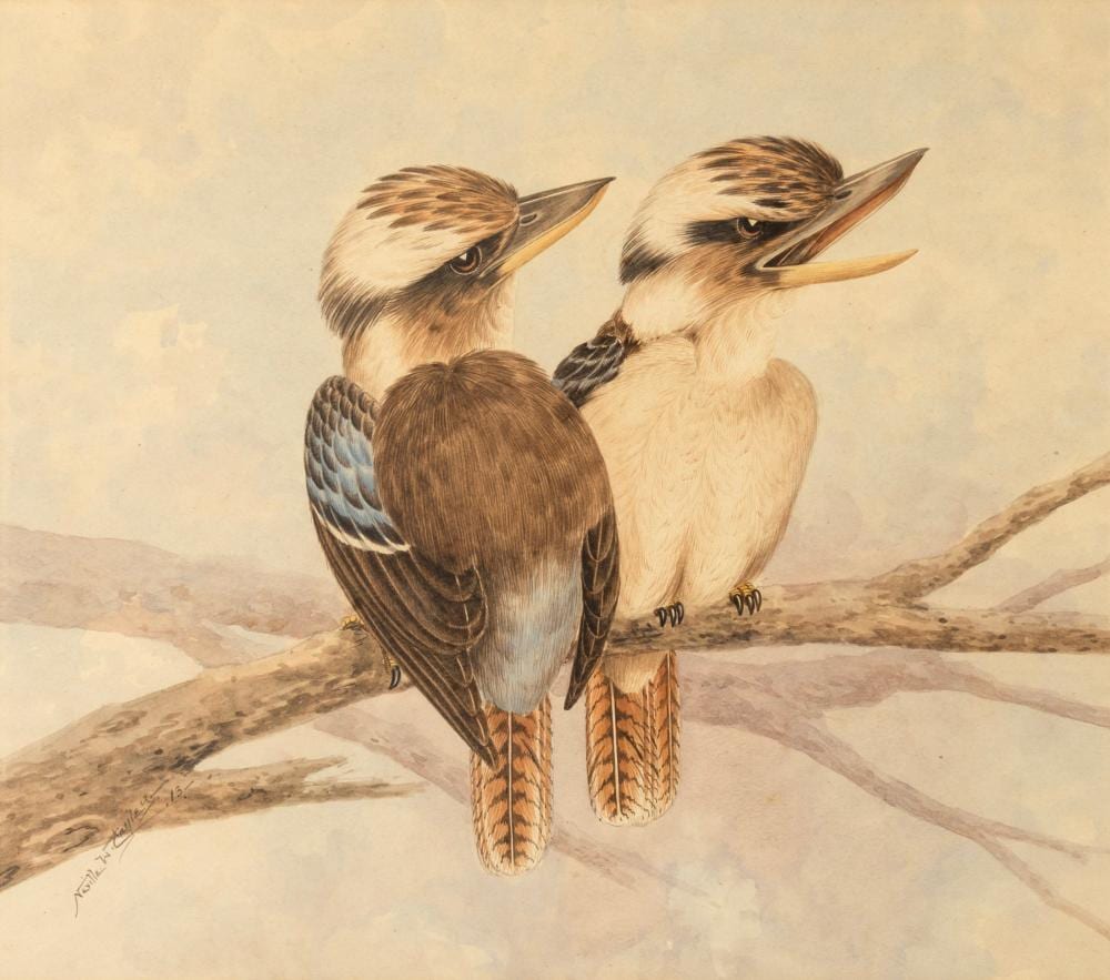 Neville (1886) Cayley comparable auction result: neville william cayley 1886 1950 two kookaburras watercolour signed lower left neville w cayley 13 36 x 43cm 57 x 63cm overall