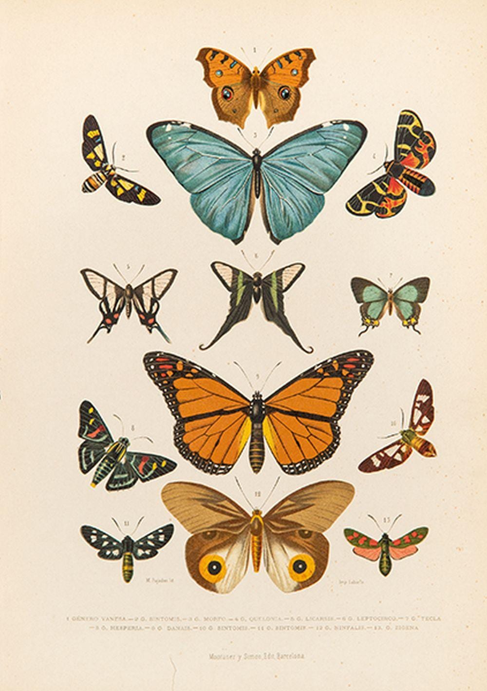 Juan Vilanova Y Piera comparable auction result: juan vilanova y piera g nero vanesa g nero belostoma