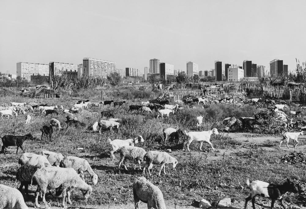 John Davies comparable auction result: john davies 1946 goats and sheep barcelona 1990