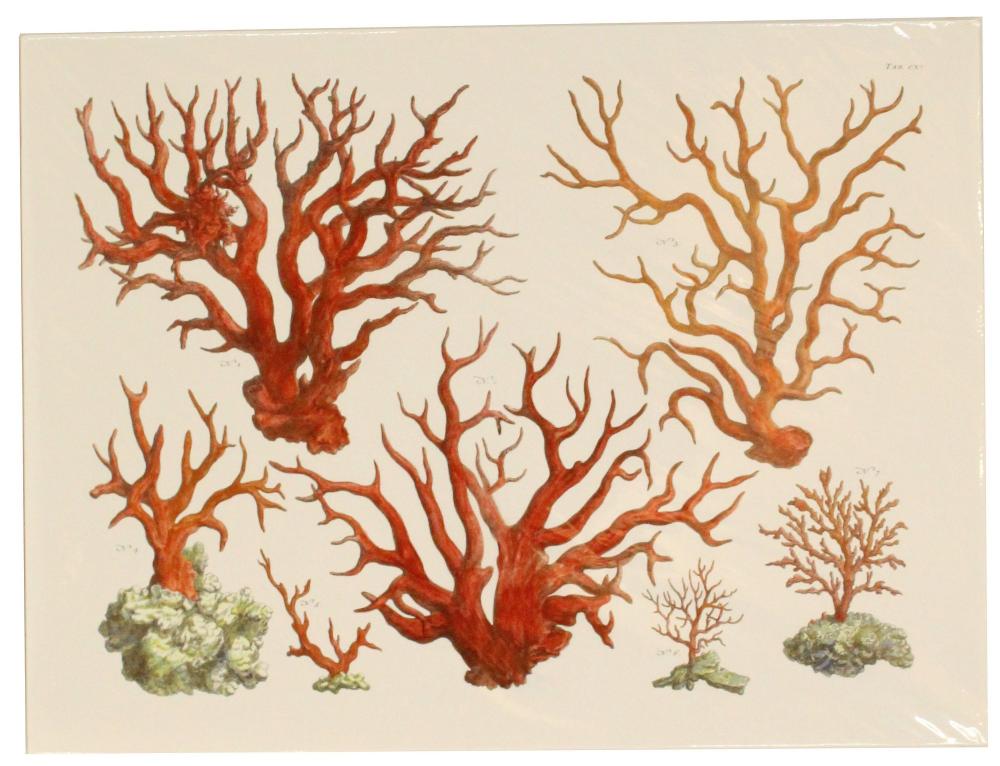Albertus Seba comparable auction result: albertus seba 1665 1736 dutch archival print