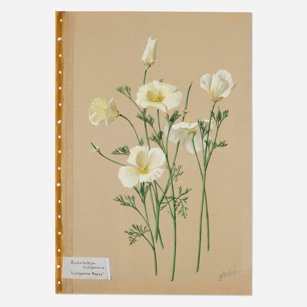 Albert R. Valentine comparable auction result: albert r valentien eschscholzia californica california poppy