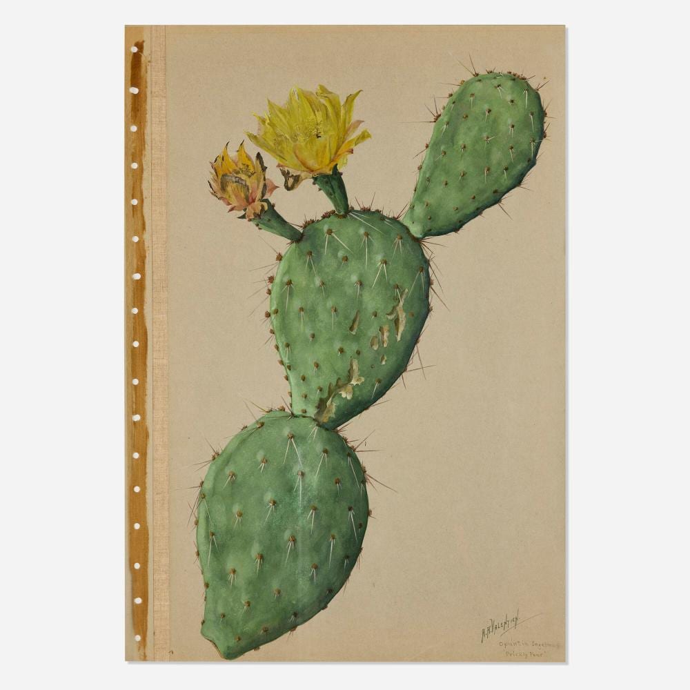 Albert R. Valentine comparable auction result: albert r valentien opuntia engelmanni prickly pear