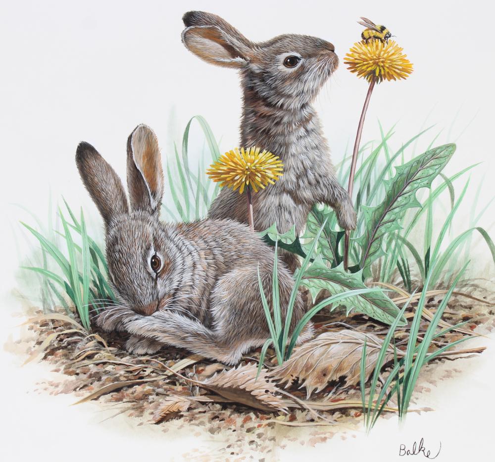 Don Balke (B. 1933) "Snowshoe Hare" Watercolor sold by Helmuth Stone, lot 240 — auction record photograph
