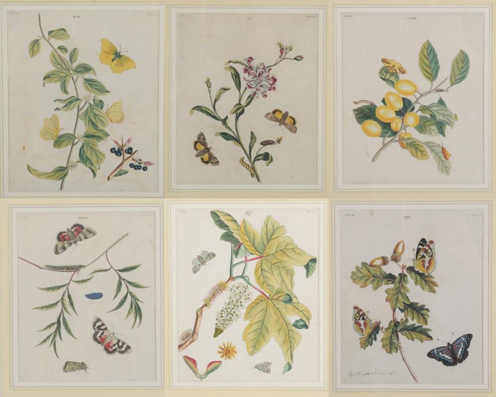 Benjamin Wilkes comparable auction result: benjamin wilkes died c 1749 english moths and butterflies