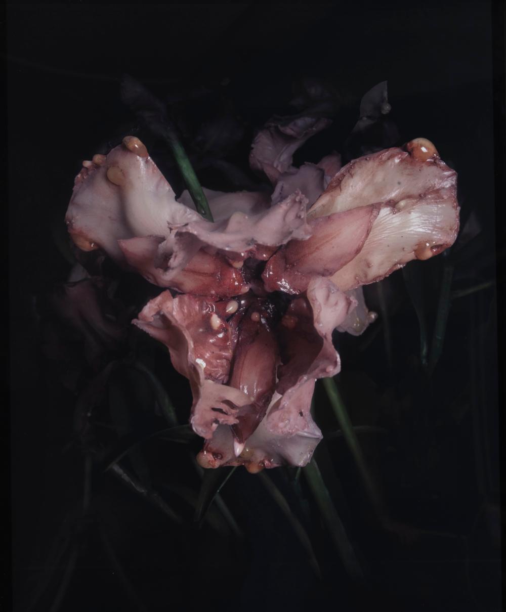 Mat Collishaw comparable auction result: mat collishaw 1966