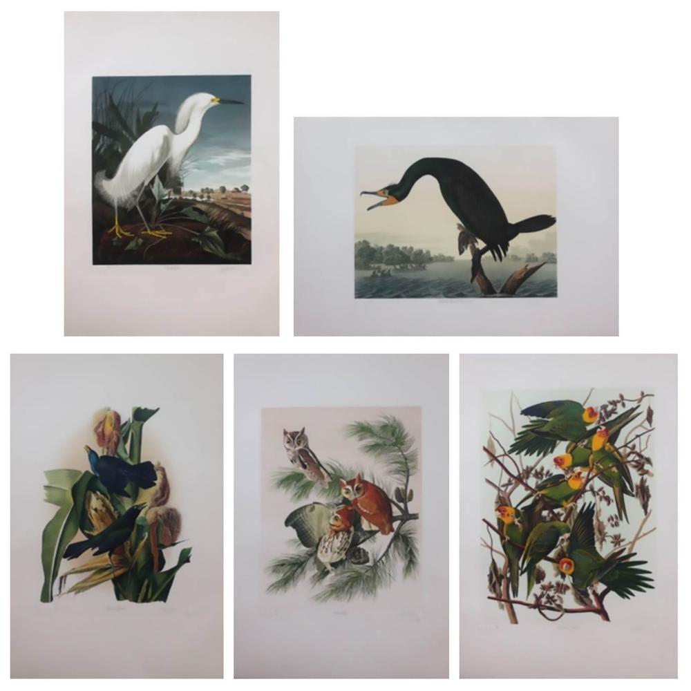 M. Bernard Loates comparable auction result: m bernard loates canadian b 1945 snowy egret double crested cormorant common grackle screech owl carolina parakeet