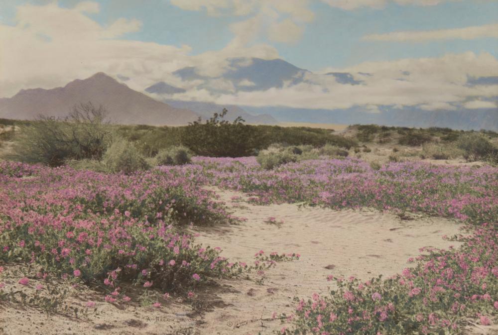 stephen willard 1894 1966 a breath of spring · John Moran Auctioneers · 2024-07-16 Stephen Willard comparable auction result: stephen willard 1894 1966 a breath of spring