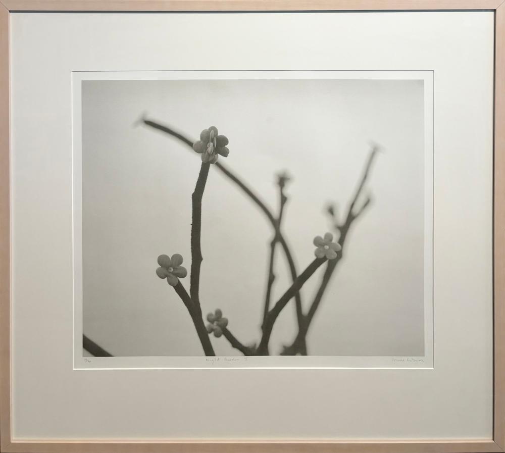Louise Weaver comparable auction result: louise weaver 1966 australia night garden i