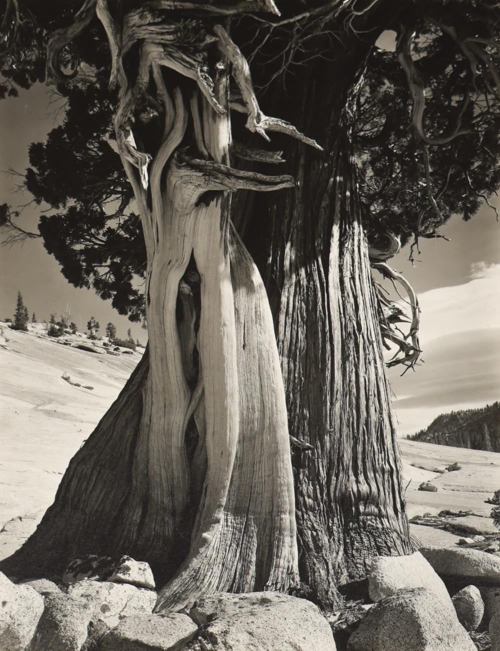 Cole Weston comparable auction result: cole weston juniper 1937 silver gelatin print
