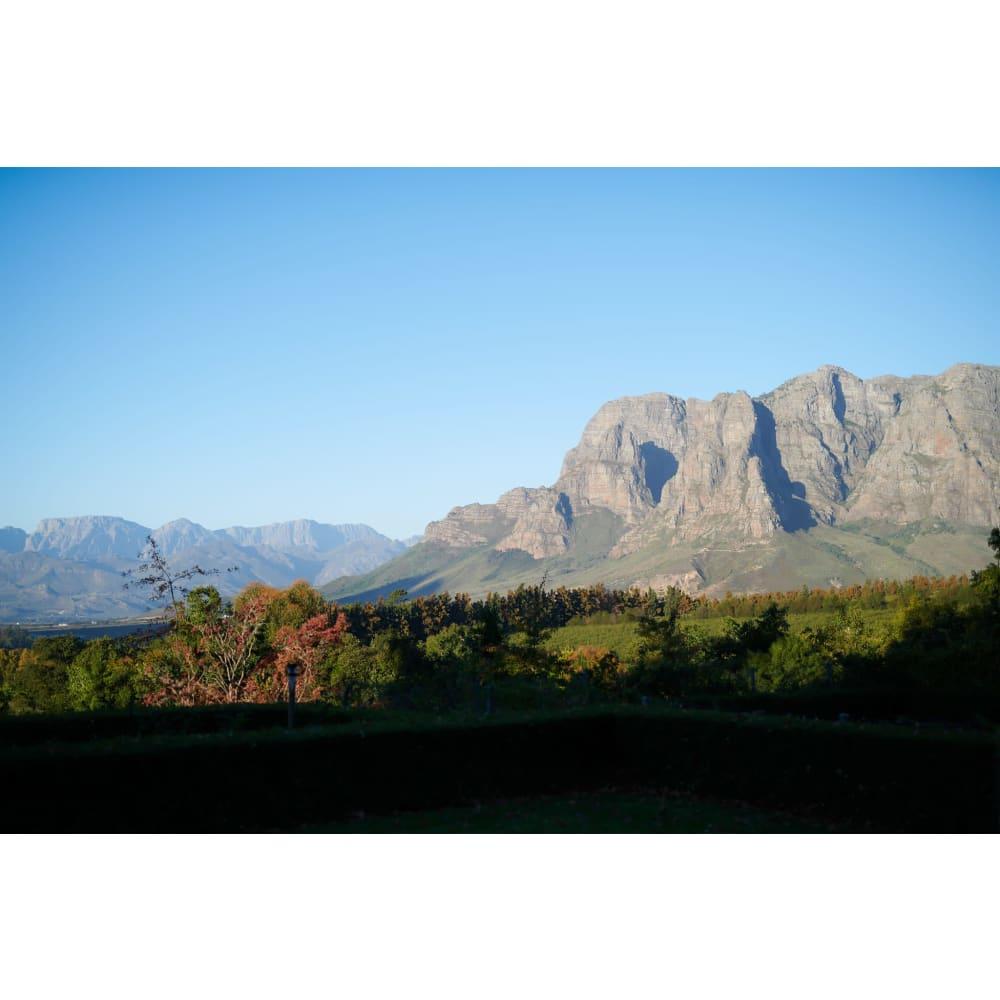 Miles Mossop Wines; 2022 Saskia-Jo; 36 (6 x 6) 750ml sold by Strauss & Co, lot 529 — auction record photograph