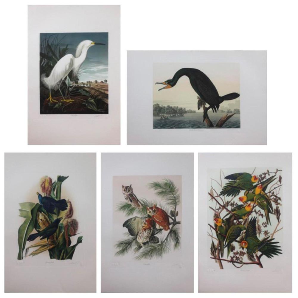 M. Bernard Loates comparable auction result: m bernard loates canadian b 1945 snowy egret double crested cormorant common grackle screech owl carolina parakeet