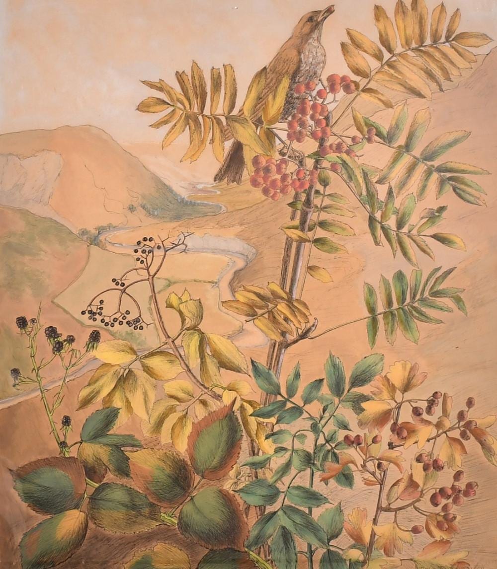 Felicity Charlton comparable auction result: felicity charlton 1913 2009 study of a bird on a branch with a valley view beyond ink and watercolour sig