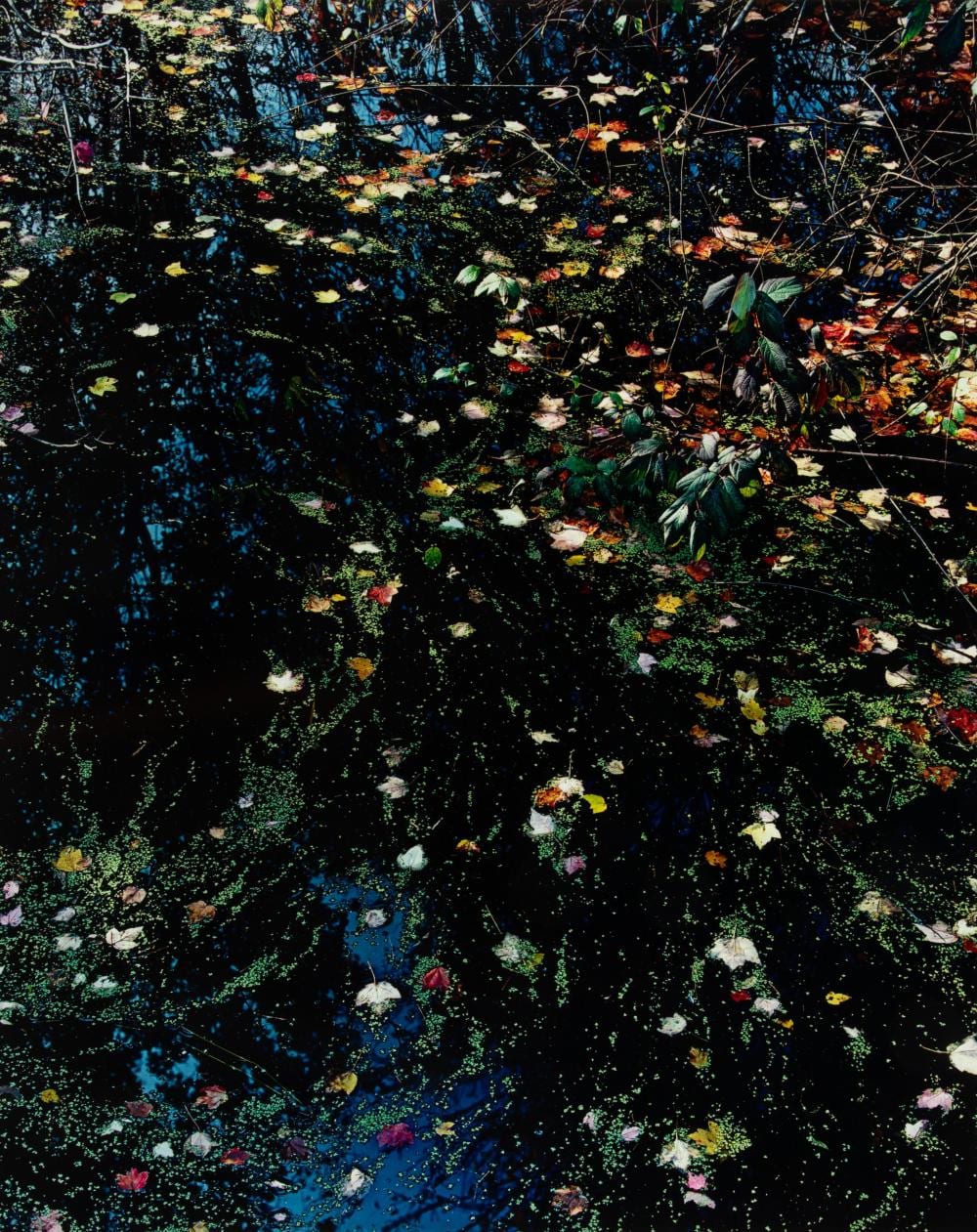 John Wawrzonek comparable auction result: john wawrzonek leaves and light on black water ca 1991