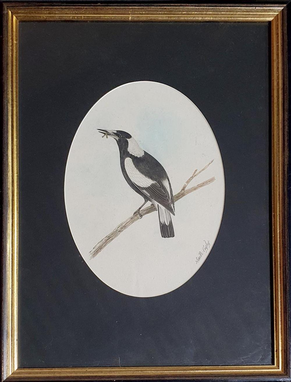 Neville (1886) Cayley comparable auction result: neville william cayley australian 1886 1950 untitled magpie watercolour signed lower right 25 x 17 cm framed 45 x 32 cm