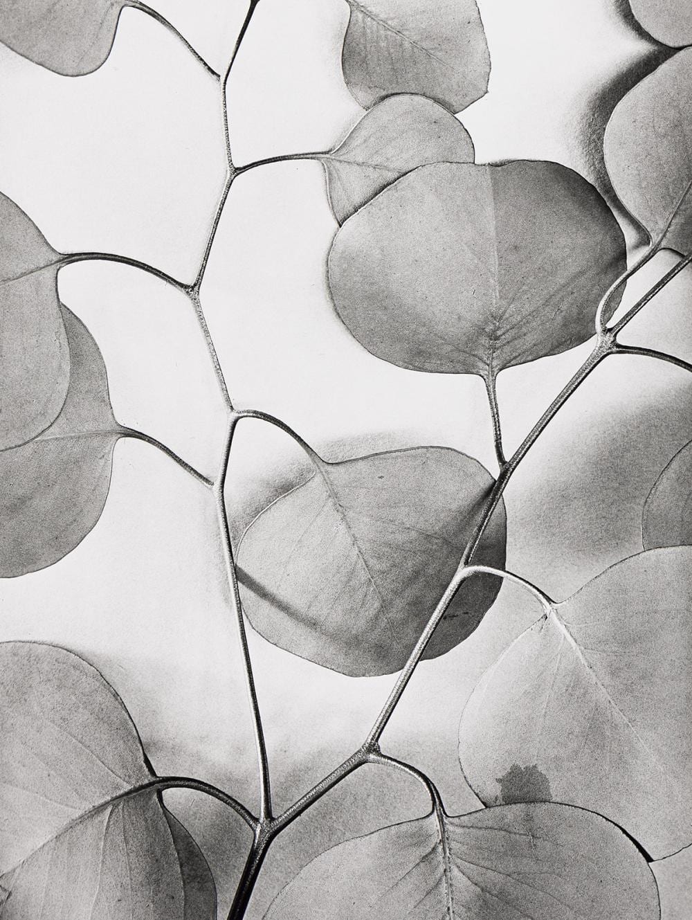 Alma Lavenson comparable auction result: alma lavenson 1897 1989 eucalyptus leaves 1933 printed 1987