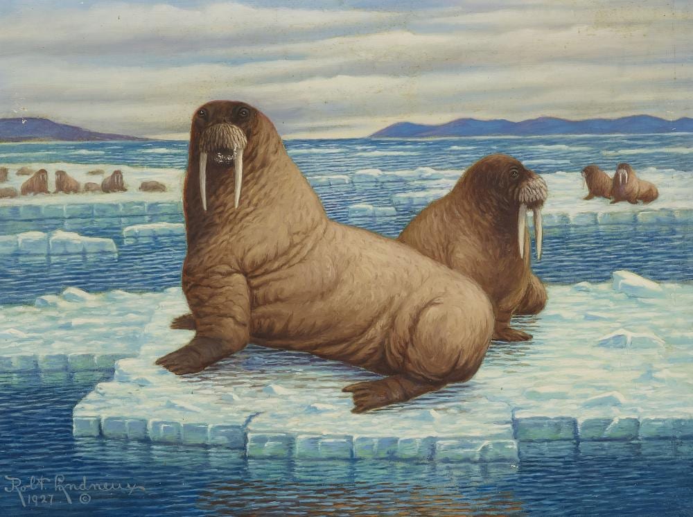 robert ottokar lindneux 1871 1970 walruses 18 x 24 in 45 7 x 61 cm · Bonhams · 2024-10-24 Robert Ottokar Lindneux comparable auction result: robert ottokar lindneux 1871 1970 walruses 18 x 24 in 45 7 x 61 cm