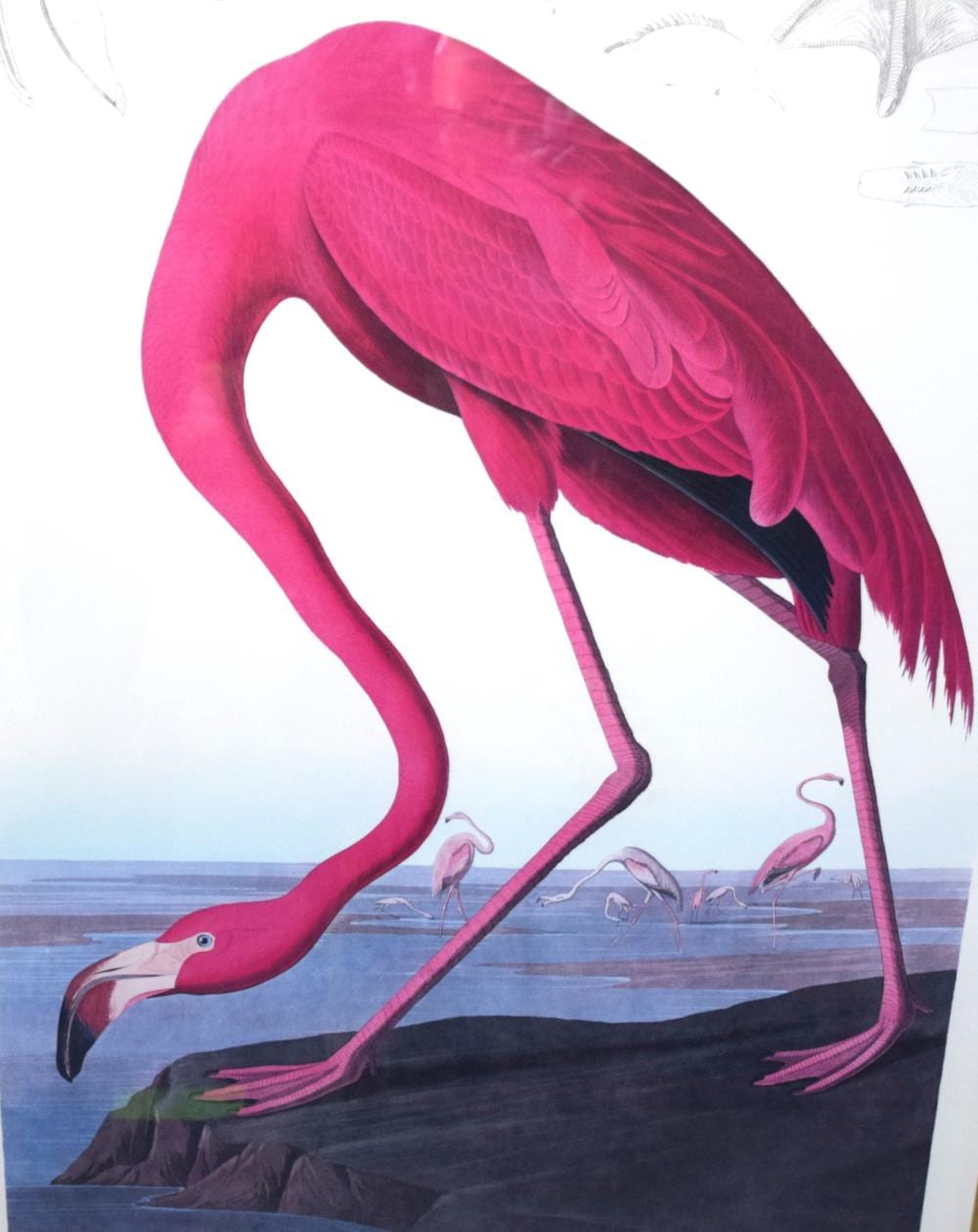 Colorful bird illustration of a pink flamingo standing on a dark shoreline with other flamingos in the water and sky background.