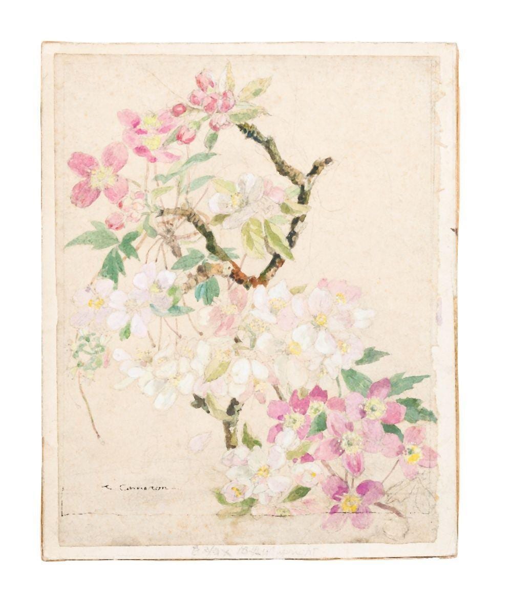 katharine cameron scottish 1874 1965 a study of apple blossom pencil and watercolour on pape · Roseberys · 2024-11-20 Katharine Cameron comparable auction result: katharine cameron scottish 1874 1965 a study of apple blossom pencil and watercolour on pape