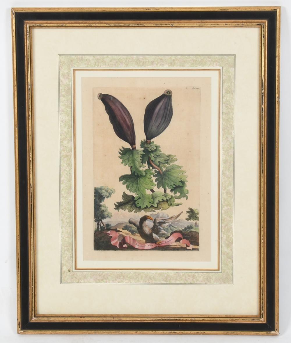 Abraham Munting comparable auction result: abraham munting dutch 1626 1683 engraving
