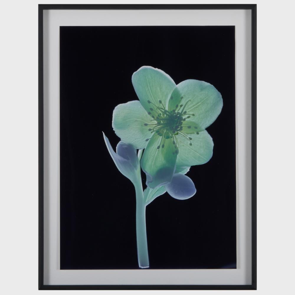 Susan Derges comparable auction result: susan derges b 1955 christmas rose helibore