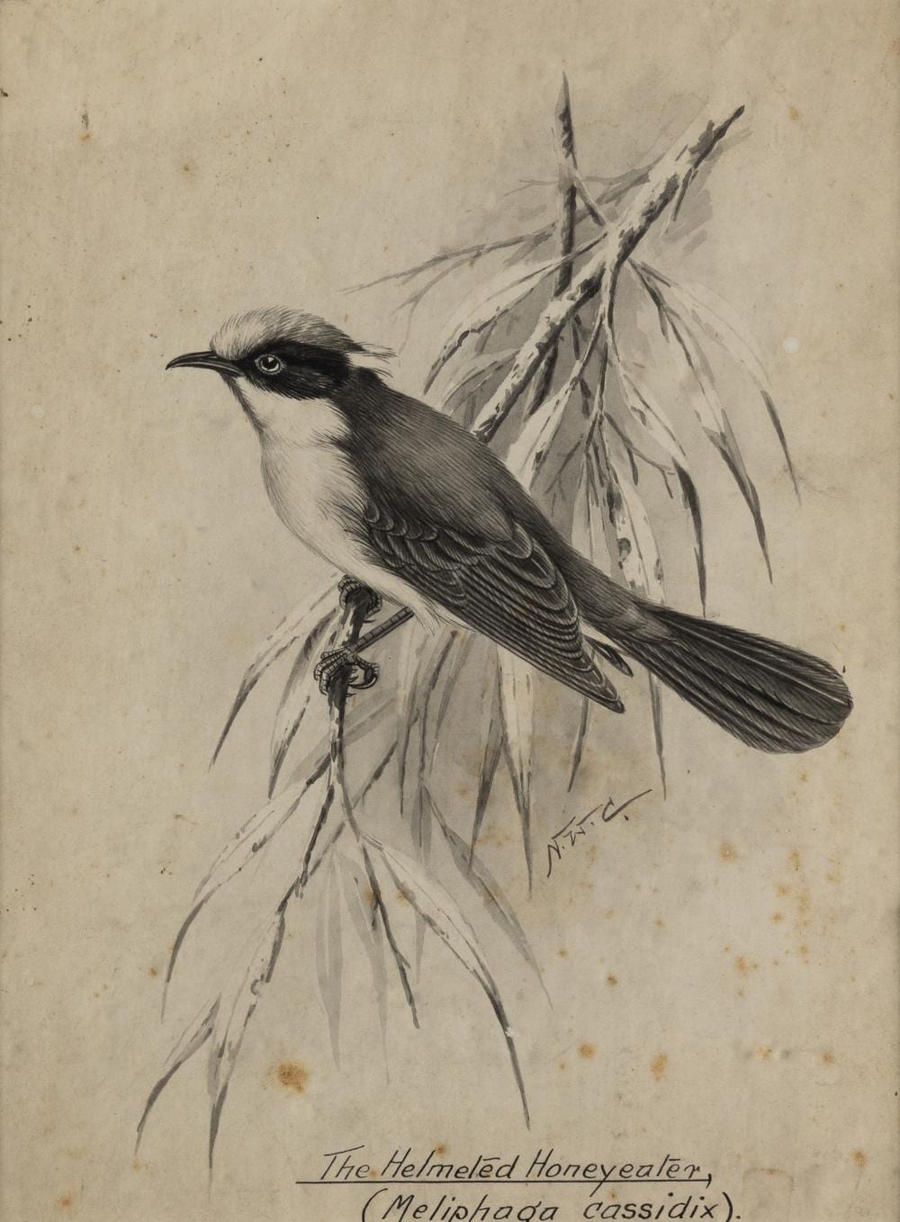 Neville (1886) Cayley comparable auction result: neville william cayley 1886 1950 the helmeted honey eater