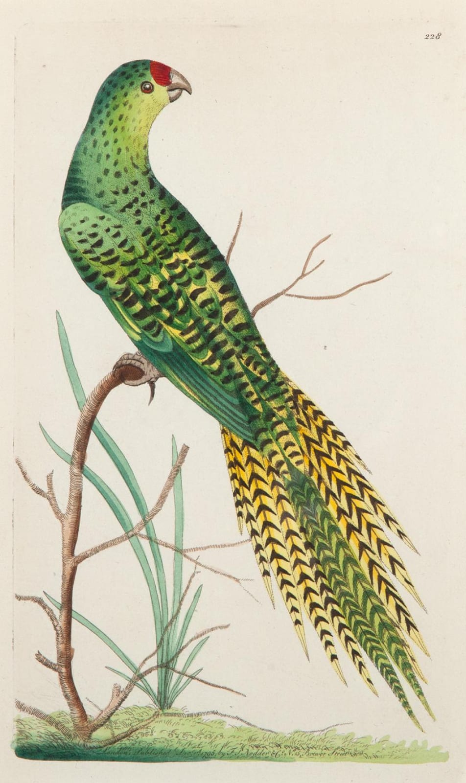 Frederick P. Nodder comparable auction result: frederick polydore nodder ground parrot hand coloured copper engraving with descriptive text