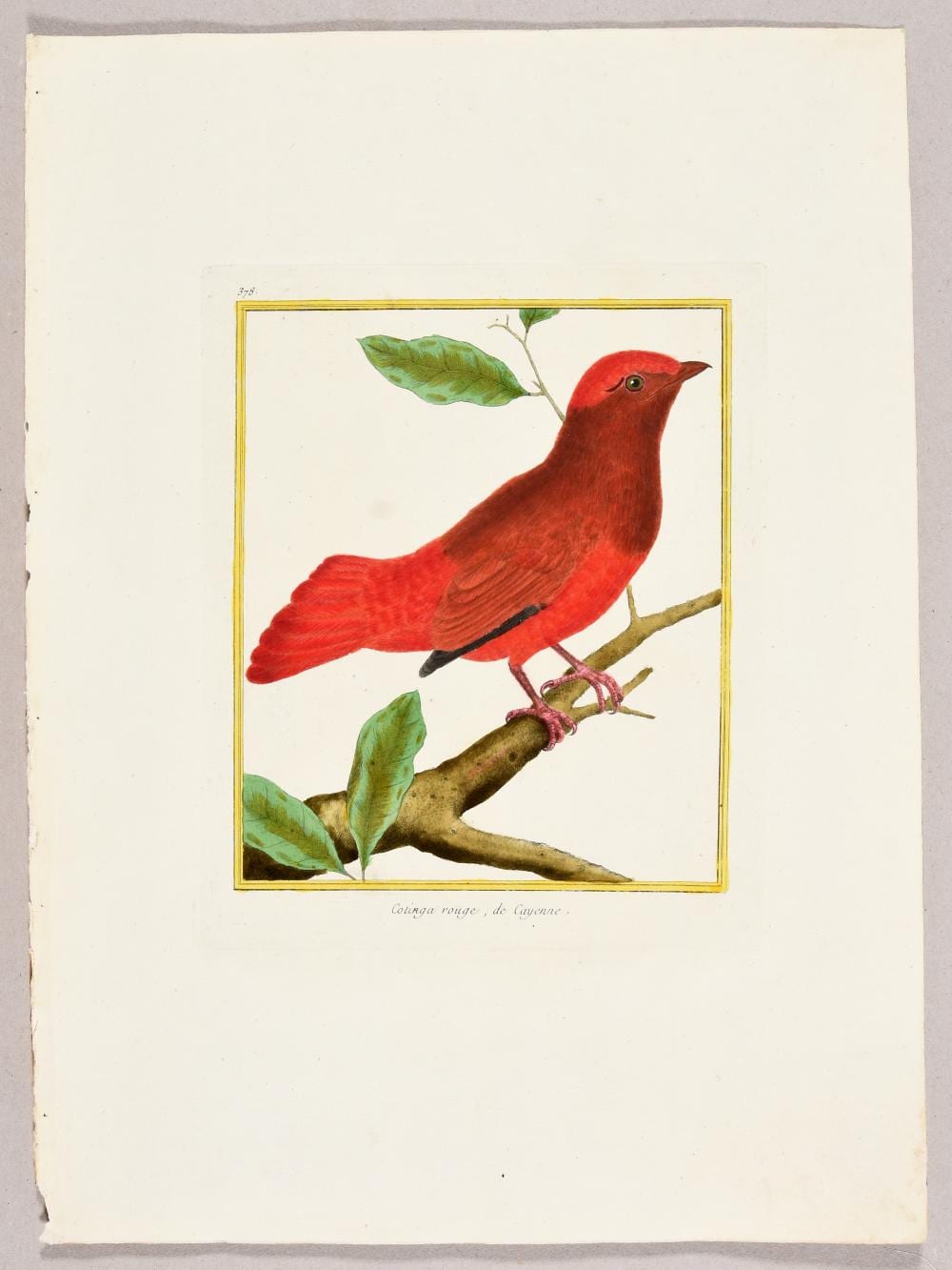 François Nicolas Martinet comparable auction result: 29 birds