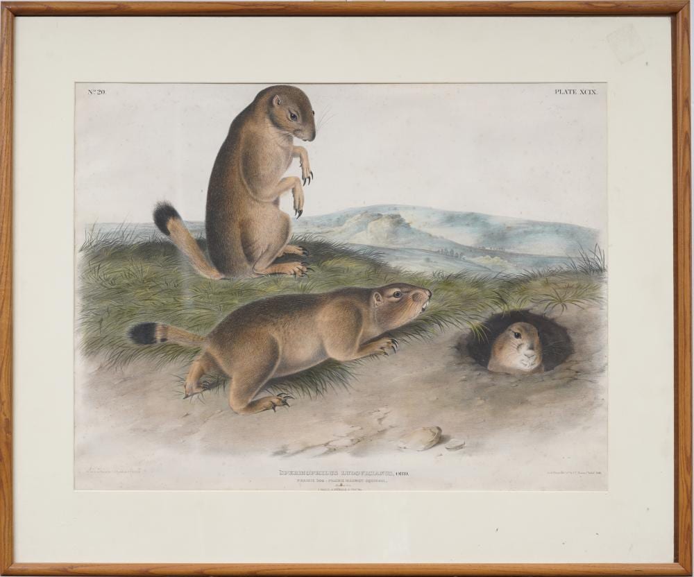 Framed wildlife print showing three prairie dogs emerging from grassy ground, with sandy burrow areas and blue hills in the background.