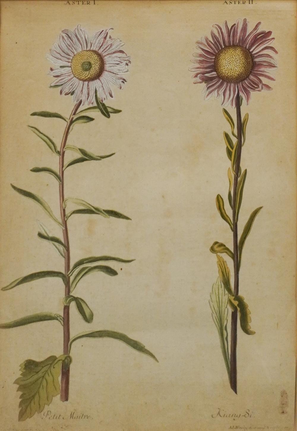 adam ludwig wirsing german 1733 1797 aster i and aster ii engraving with hand coloring frame 23 1 4 x 17 1 2 in 59 1 x 44 5 cm · Weschler's · 2024-11-26 Adam Ludwig Wirsing comparable auction result: adam ludwig wirsing german 1733 1797 aster i and aster ii engraving with hand coloring frame 23 1 4 x 17 1 2 in 59 1 x 44 5 cm
