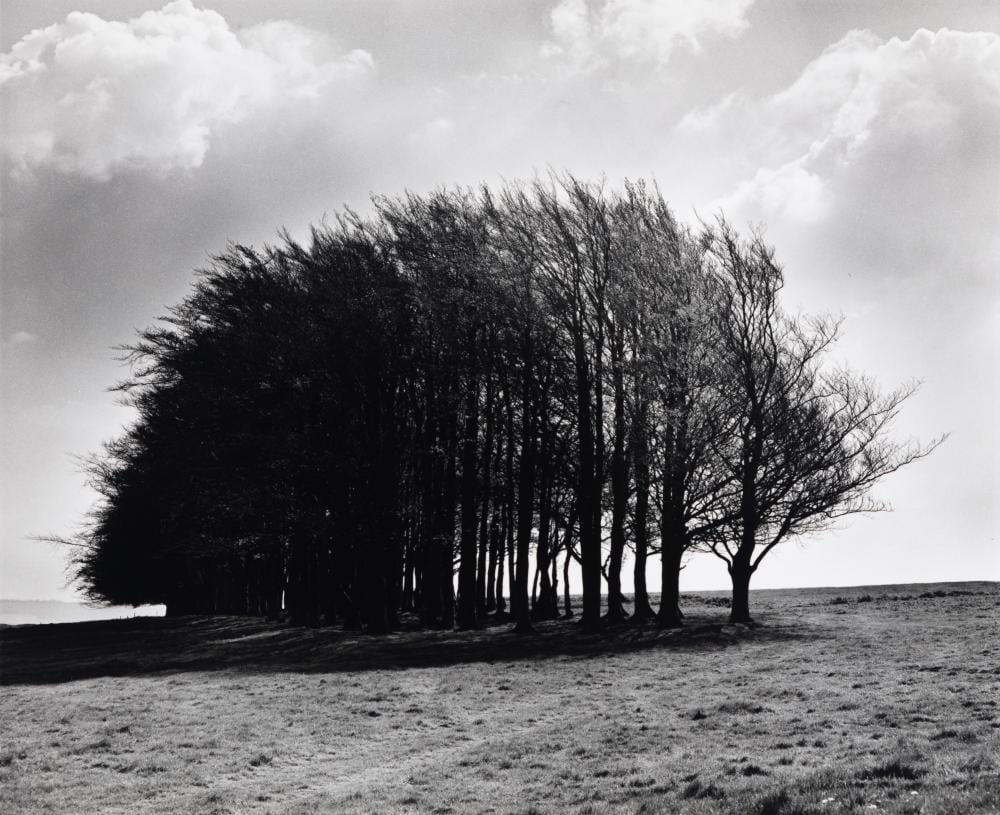 Fay Godwin comparable auction result: fay godwin 1931 2005 barbery castle clump spring 1980s