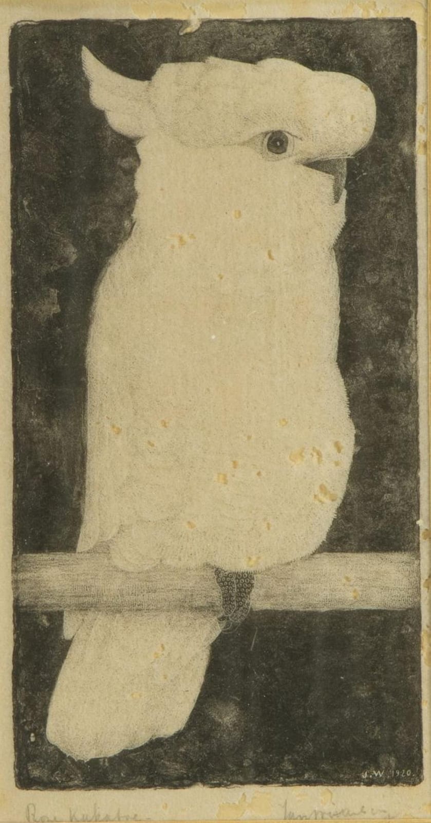 Jan Hendrik Willem Wittenberg comparable auction result: jan hendrik willem wittenberg 1886 1963 roze kaketoe