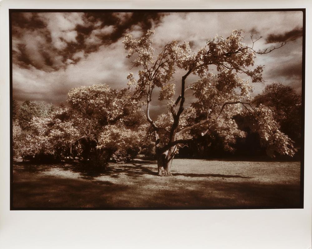 Sandra Russell Clark comparable auction result: sandra russell clark american louisiana b 1949 winterthur delaware hand colored gelatin silver print from infrared film sheet 16 x 20 in 40 6 x 50 8 cm