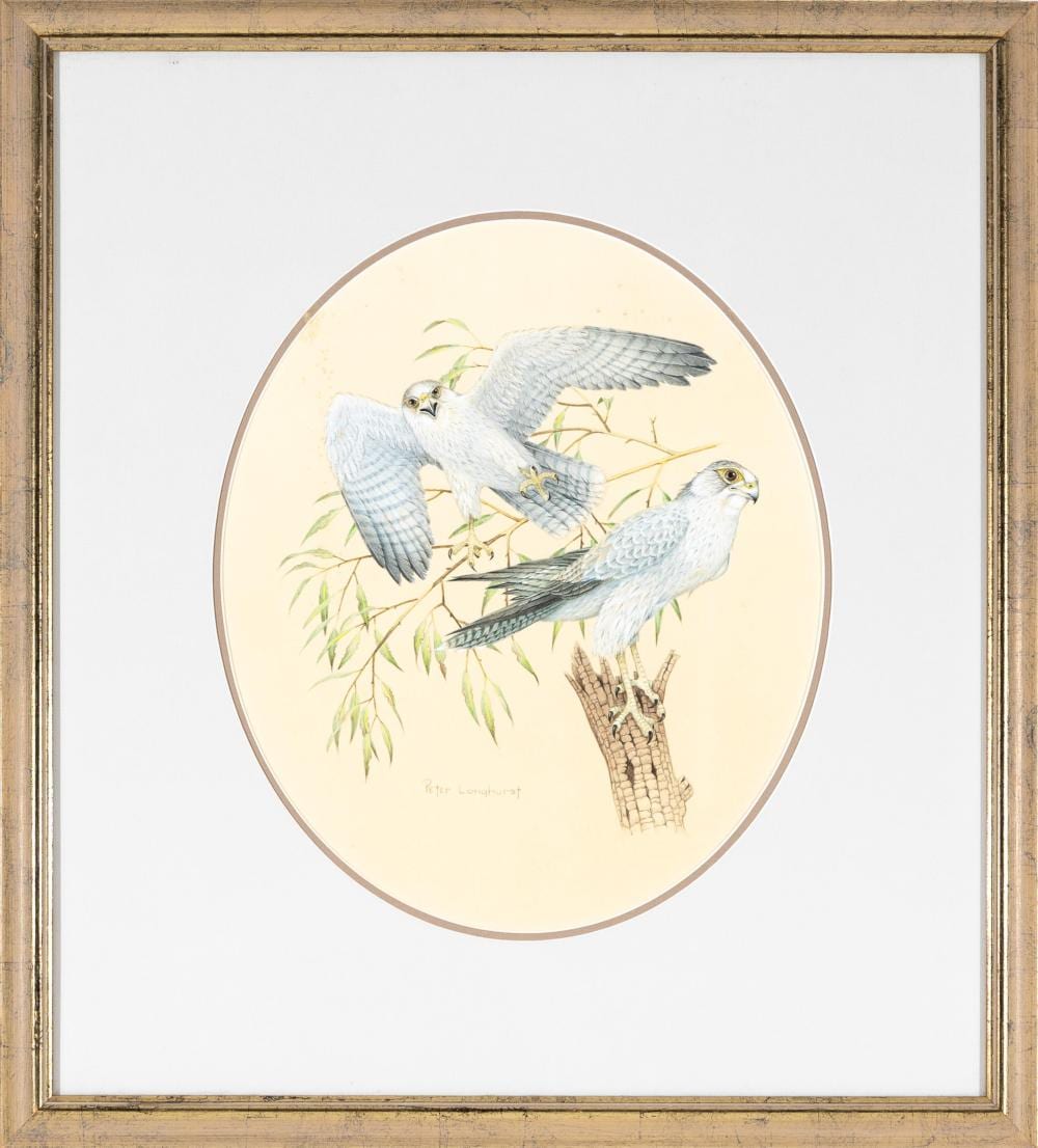 Peter Longhurst comparable auction result: peter longhurst 1922 grey falcon watercolour 33x28 cm frame 53x48 cm