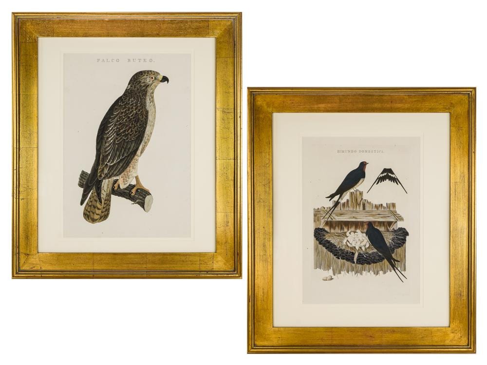 Cornelius Nozeman comparable auction result: cornelius nozeman and christian sepp two bird engravings