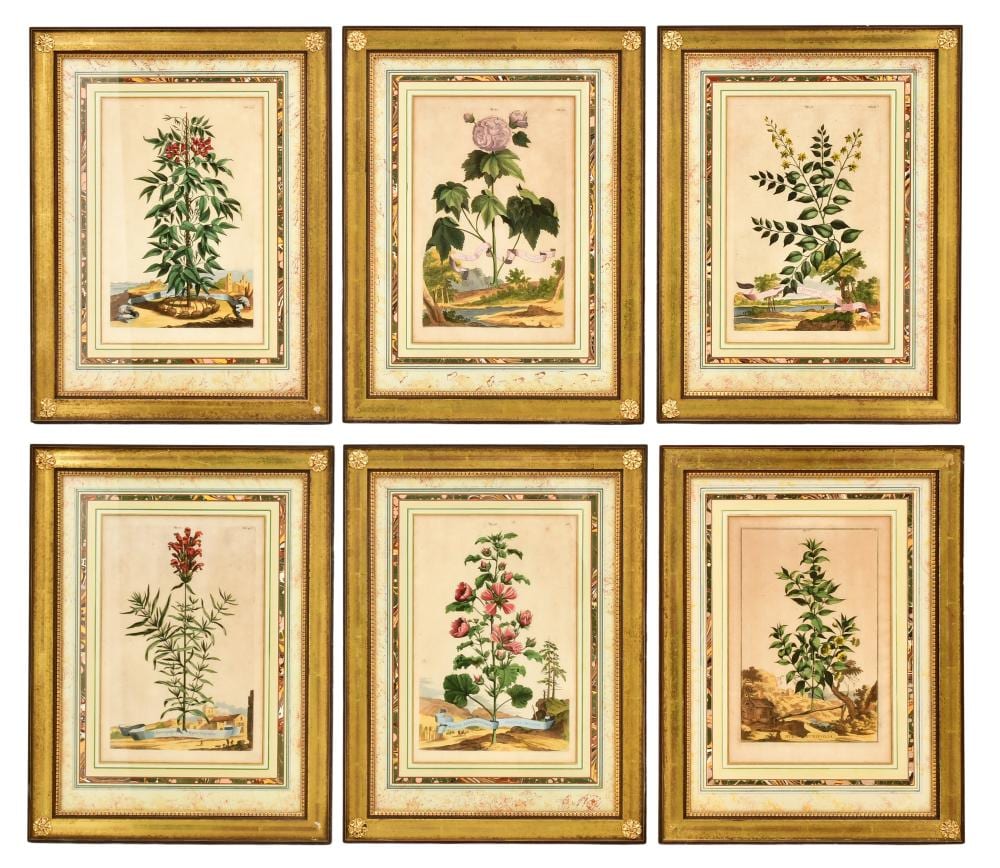 Abraham Munting comparable auction result: abraham munting dutch 1626 1683 six hand colored botannical engravings