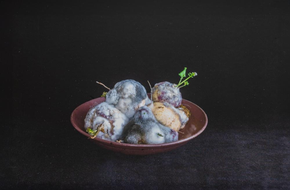 Jeanne Dunning comparable auction result: jeanne dunning 1960 still life with turnips photograph 1 5 2010 frame 75 x 51 cm 29 5 x 20 0 in