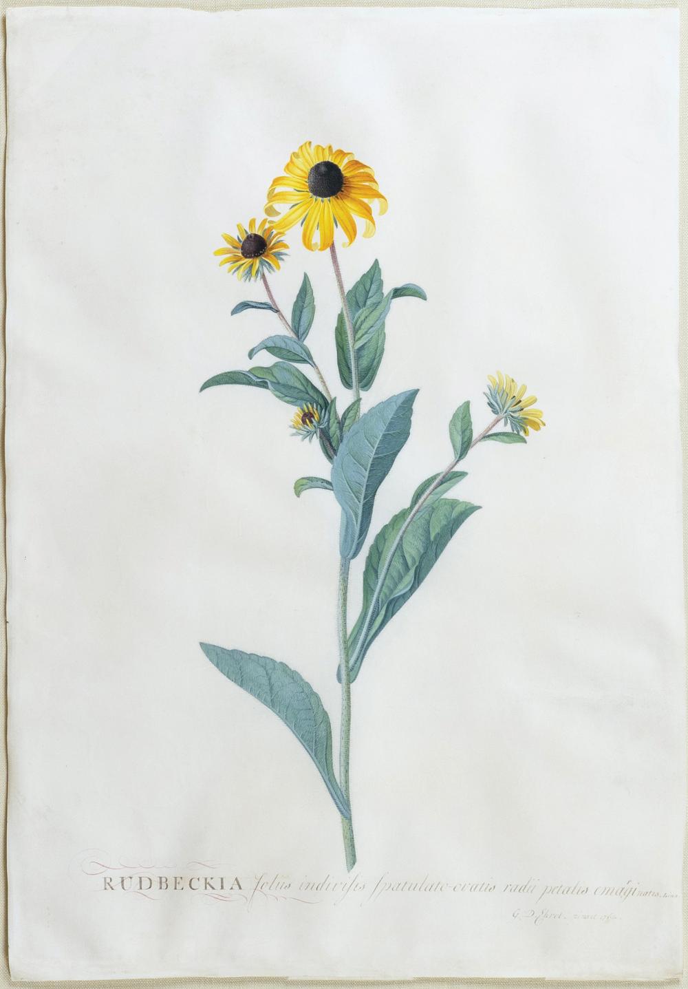 georg dionysius ehret signed watercolor rudbeckia or coneflowers · Arader Galleries · 2025-02-01 Georg Dionysius Ehret comparable auction result: georg dionysius ehret signed watercolor rudbeckia or coneflowers