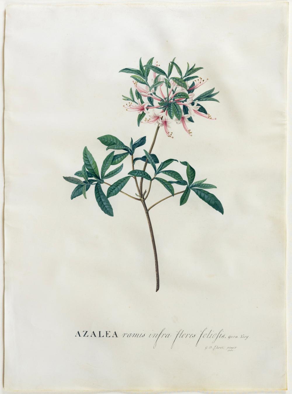 georg dionysius ehret signed watercolor azela · Arader Galleries · 2025-02-01 Georg Dionysius Ehret comparable auction result: georg dionysius ehret signed watercolor azela