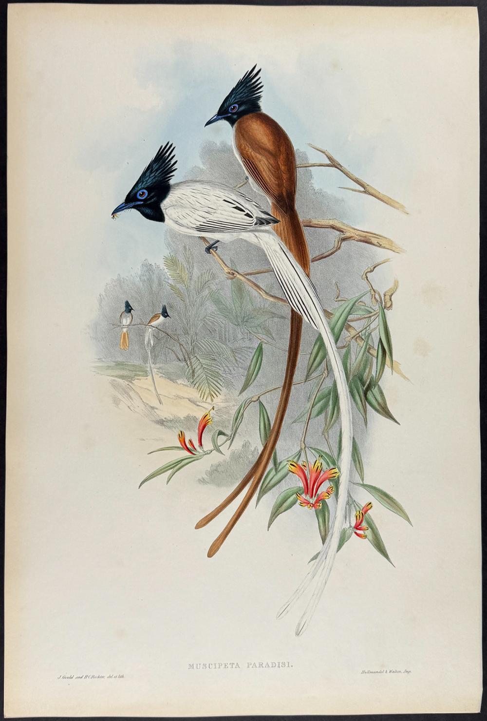 Gould - Paradise Flycatcher sold by Trillium Antique Prints & Rare Books, lot 70350 — auction record photograph