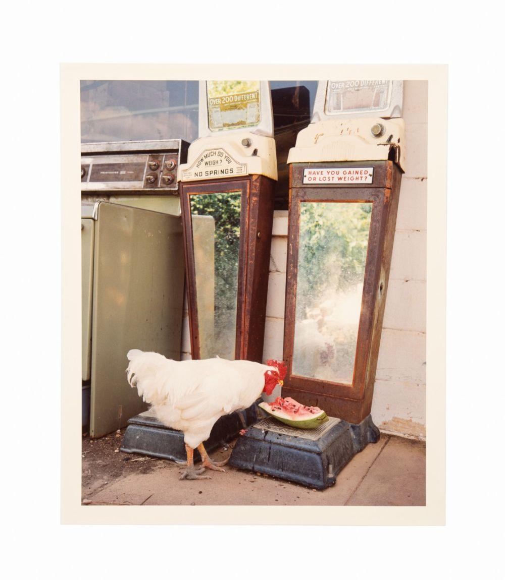 Birney Imes comparable auction result: birney imes rooster at whispering photograph