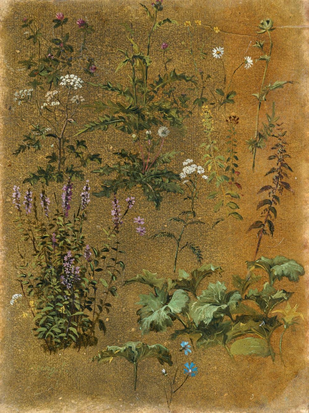 Johann Christian Klengel comparable auction result: johann christian klengel wiesenstudie mit salbei l wenzahn kamille schafgarbe und wiesenklee um 1800