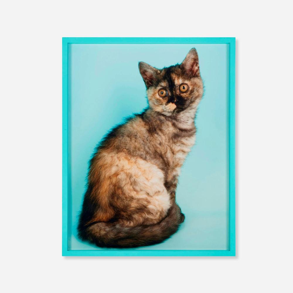 Elad Lassry comparable auction result: elad lassry british shorthair tortie